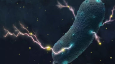 Фото - Чем могут питаться бактерии, когда вокруг ничего нет?