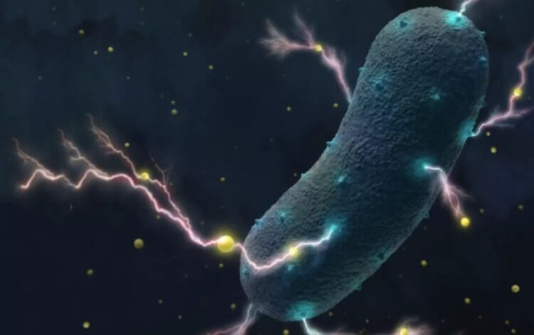 Фото - Чем могут питаться бактерии, когда вокруг ничего нет?