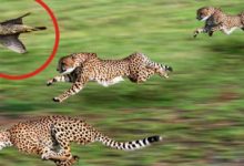Фото - Самые быстрые животные в мире