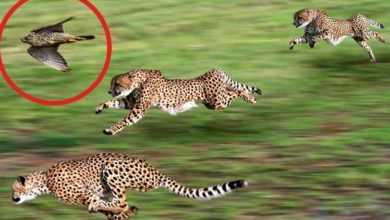 Фото - Самые быстрые животные в мире