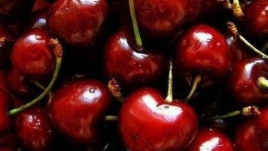 Фото - Вишня: польза и вред ягоды для фигуры