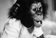 Фото - Как ученые пытались превратить обезьяну в человека