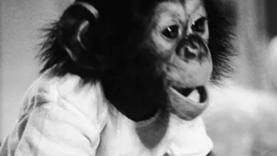 Фото - Как ученые пытались превратить обезьяну в человека