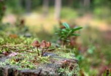 Фото - Миколог  Гмошинский назвал самые полезные грибы