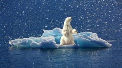 Фото - Не все потеряно — Арктику можно быстро охладить