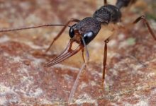 Фото - Ученые разгадали секрет аномально большой продолжительности жизни некоторых муравьев