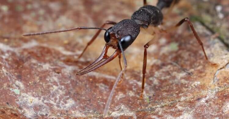 Фото - Ученые разгадали секрет аномально большой продолжительности жизни некоторых муравьев