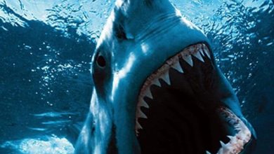 Фото - В Австралии выловили жуткую, неизвестную ранее акулу с человеческой улыбкой