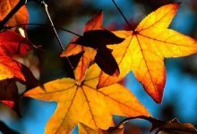 Фото - Ученые рассказали, почему нельзя выбрасывать осенние листья